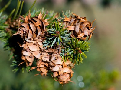 Pseudotsuga glauca 'Blue Wonder' - douglaska sivá - šišky